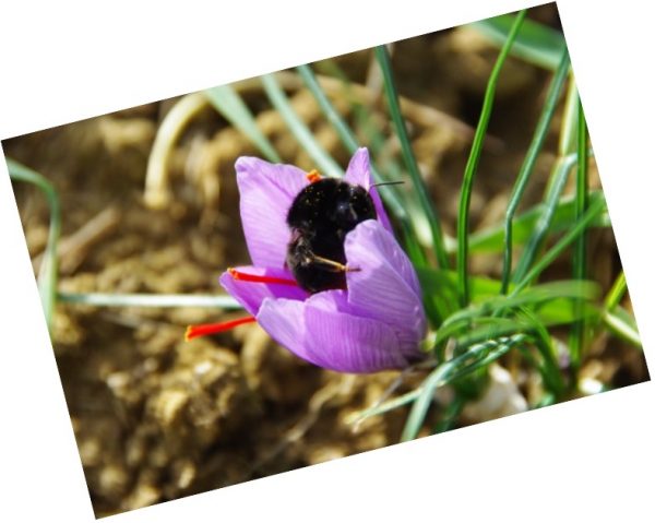 Fleur Safran du Lauragais