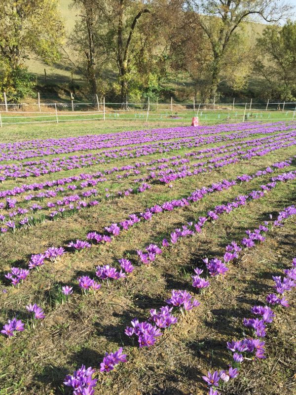 Safranière de Pompertuzat